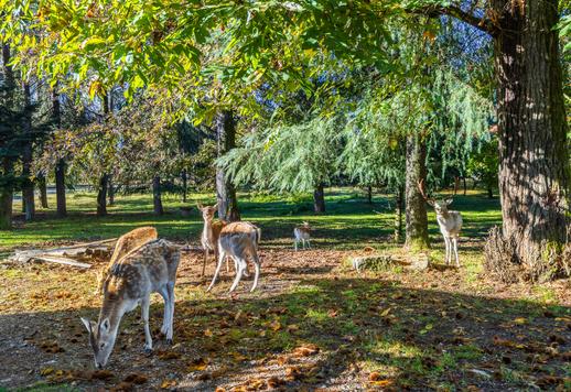 Residenza di lusso di Piero Portaluppi con 200 ettari di parco e campo da calcio in vendita a Varese Image 5