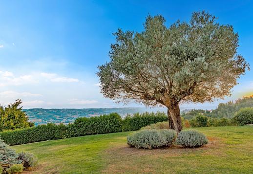 Tre corpi abitativi indipendenti per circa 1000 mq complessivi e sette ettari tra giardino mediterraneo, bosco e terreni con vigneto in produzione da 15.000 bottiglie  Image 5